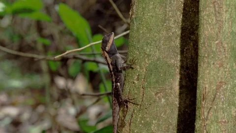 Oriental Garden Lizard Resting on Tree Bark in Thai Rainforest Stock-Footage 335261076