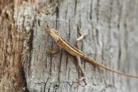 Oriental Garden Lizard Resting on Tree Bark in Sri Lanka Stock Photos