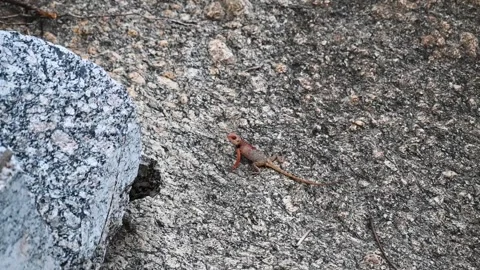 Oriental garden lizard on a rough boulder in Jawai national park Stock Footage 280113123