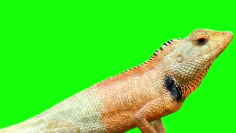 Oriental garden lizard sitting on a green screen background Stock Footage 337441339
