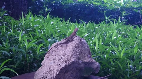 Oriental Garden Lizard sitting on a rock, 4K Video stock 282965296