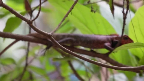 An Oriental Garden Lizard is Slowly Crawling Stock Footage 312779037