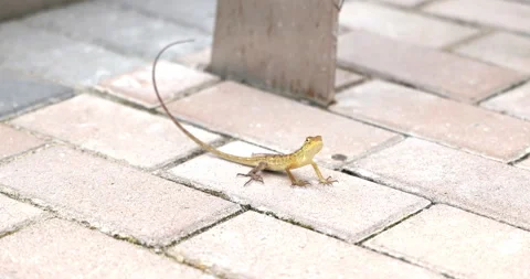 Oriental garden lizard standing on brick pavement 库存影片 344467444