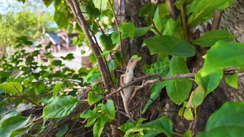 Oriental garden lizard on tree branch looking at camera. Stockbeeldmateriaal 274052914