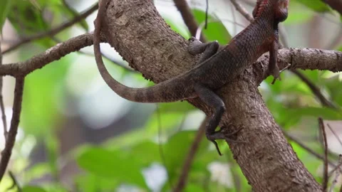 Oriental Garden Lizard on Tree Branch Stock Footage 312779162