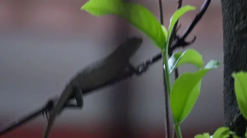 Oriental garden lizard on a tree branch Stock Footage 319928025