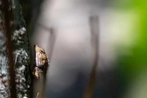 Oriental garden lizard on tree trunk 写真素材