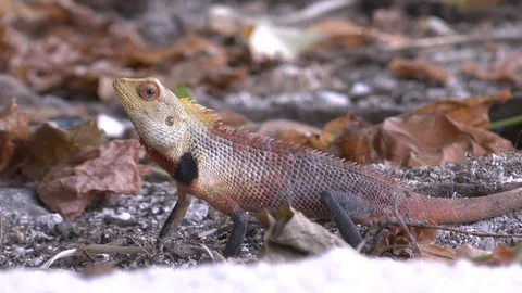 Oriental Garden Lizards close up Stock Footage 125534920