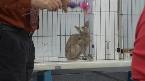 Oriental grey cat looking at a toy at cat show Stock Footage 80392352
