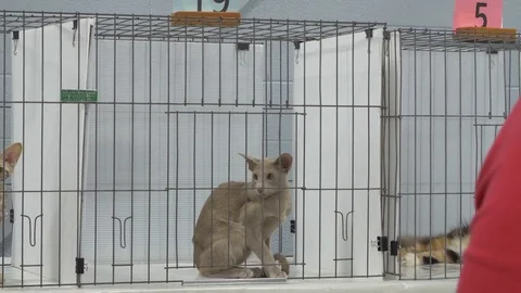 Oriental grey cat sits in cage at cat show Stock-Footage 80392338