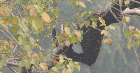 Oriental Honey Buzzard attacking honey bee hive; detailed 4K look at raptor Video stock 339096013