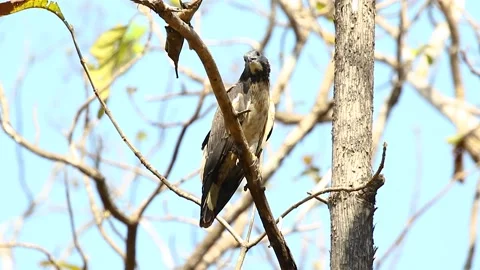 Oriental honey buzzard bird on a tree branch on nature background. Hawk. Anim Stock Footage 194525898