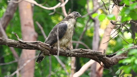Oriental honey buzzard bird on a tree branch on nature background. Hawk. Anim Stock Footage 194525992