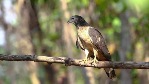 Oriental honey buzzard bird on a tree branch on nature background. Hawk. Anim Stock Footage 194526169