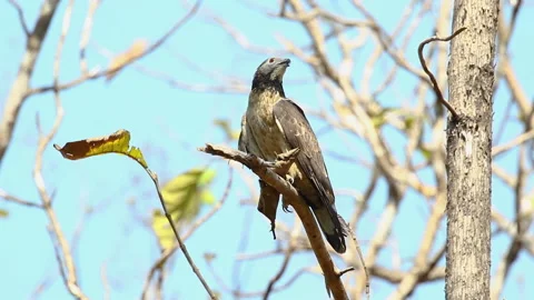 Oriental honey buzzard bird on a tree branch on nature background. Hawk. Anim Stock Footage 194526178