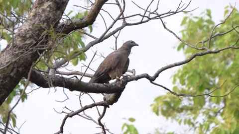 Oriental Honey Buzzard perched on a tree in Kanha, Madhya Pradesh Stock Footage 152228727