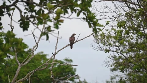 Oriental honey buzzard posing for the camera in Bandipur national park Video stock 279070353