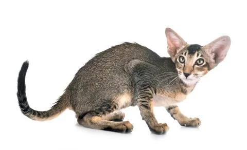 Oriental kitten in studio Stock Photos