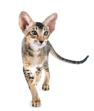 Oriental kitten in studio Stock Photos