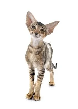 Oriental kitten in studio Stock Photos