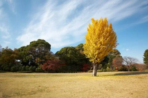 Oriental landscape Stock Photos