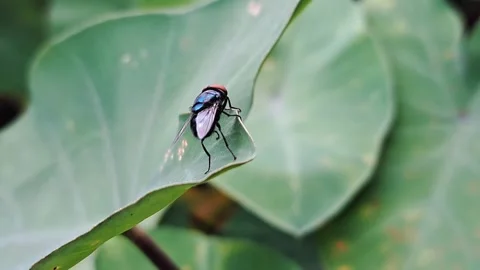 Oriental latrine fly Video stock 304704889