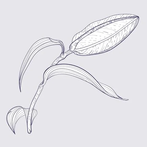 Oriental Lily Bud Stock Illustration