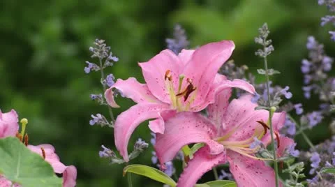 Oriental lily (Lilium Solomon Pearl) Stock Footage