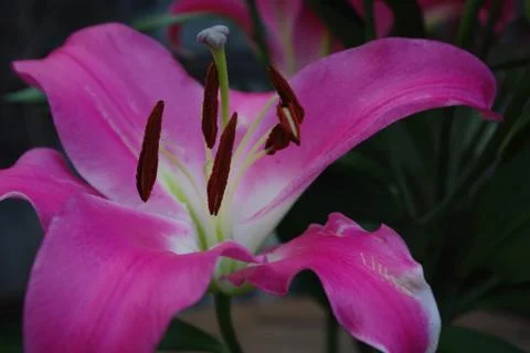 Oriental Lily 스톡 사진