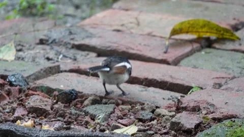An oriental magpie Robbin is hopping Vídeo Stock 314608098