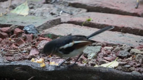 The oriental magpie Robbin is hopping here and there Stock Footage 314607815