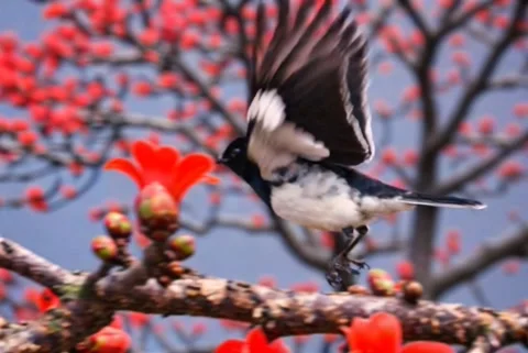 Oriental Magpie Robin Bird Fly Stock Footage 344811139