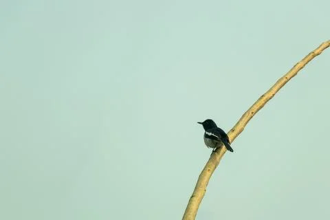 Oriental magpie robin bird perching on dry branch against sky. Stock Photos