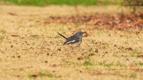 Oriental Magpie-robin Bird Standing on Dry Grass Field in Public Park Vídeo Stock 329460431