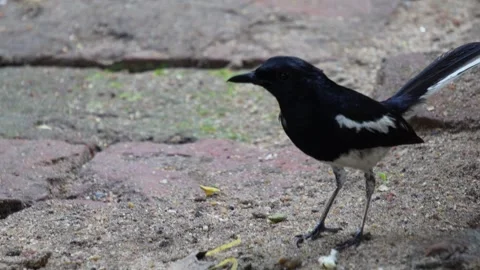 An oriental magpie Robin in close up Stock Footage 314579829