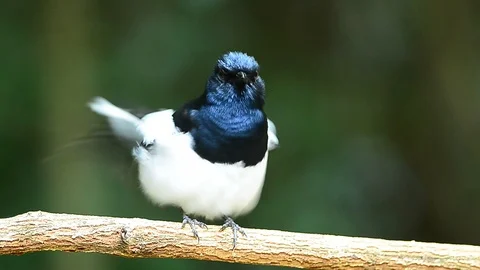 Oriental magpie robin (Copsychus saularis) on branch Stock Footage 94248729