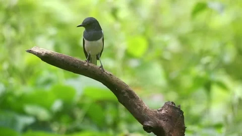 Oriental magpie-robin (Copsychus saularis) Stock Footage 169386161