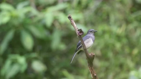 Oriental magpie-robin (Copsychus saularis) Stock Footage 170216841