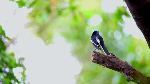 Oriental Magpie-Robin (Copsychus saularis) Stock Footage 282916069