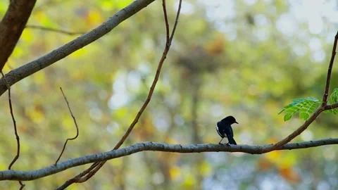 Oriental Magpie-Robin (Copsychus saularis) Stock Footage 282961258