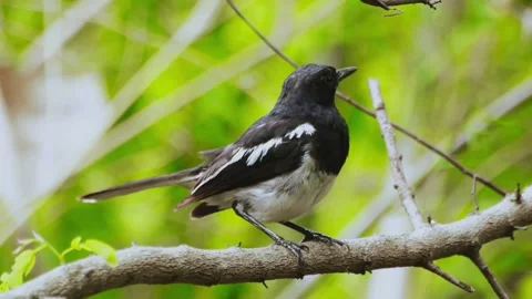 Oriental Magpie-Robin (Copsychus saularis) Stock Footage 283110564