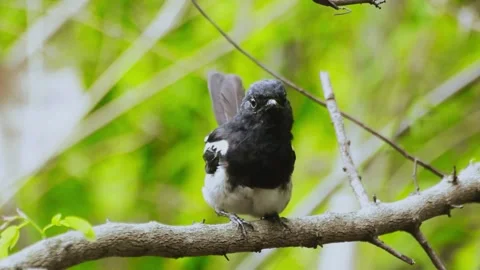 Oriental Magpie-Robin (Copsychus saularis) Stock Footage 283113169
