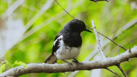 Oriental Magpie-Robin (Copsychus saularis) Stock Footage 283115236