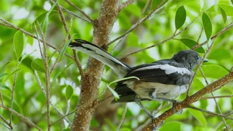Oriental Magpie-Robin (Copsychus saularis) Stock Footage 283116692