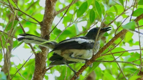 Oriental Magpie-Robin (Copsychus saularis) Stock Footage 283117294