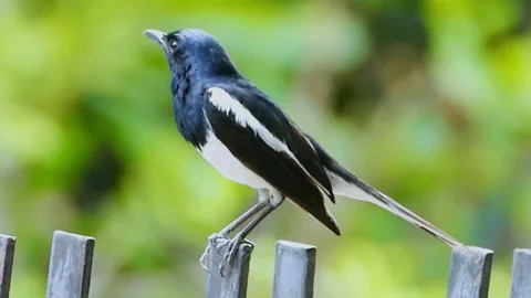 Oriental Magpie-Robin (Copsychus saularis) Stock Footage 283117927
