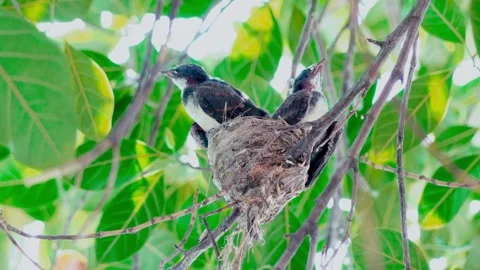Oriental Magpie-Robin (Copsychus saularis) feeds new-born babies in the nest Stock Footage 283119015