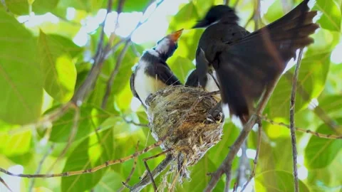 Oriental Magpie-Robin (Copsychus saularis) feeds new-born babies in the nest Stock Footage 283119680