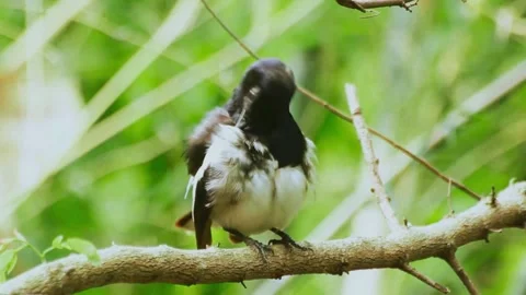 Oriental Magpie-Robin (Copsychus saularis) Stock Footage 283122706