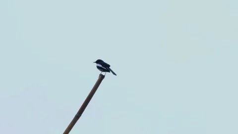Oriental Magpie-Robin (Copsychus saularis) Stock Footage 283124934